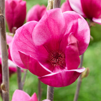 Magnolia 'Flower Tower'