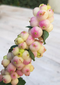 Symphoricarpos 'Symphony Rave' PBR