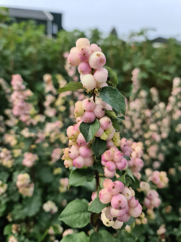 Symphoricarpos Symphony Rave sniegoga ar rozā ogām