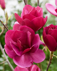 Magnolia 'Emperor'