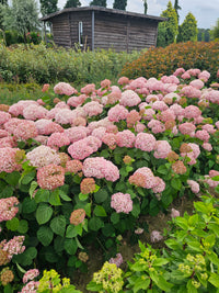Hydrangea arborescens CB® Stand Up Pink PBR