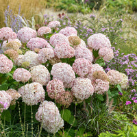 Hydrangea arborescens CB® Stand Up Pink PBR