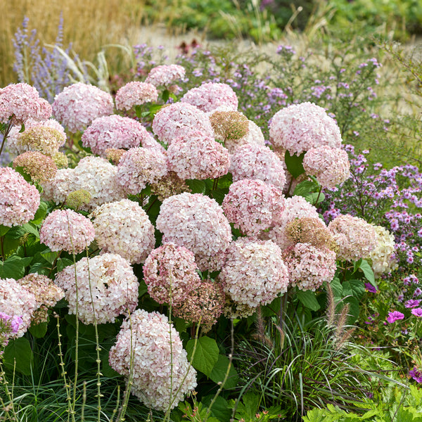 Hydrangea arborescens Stand Up Pink hortenzija ziedos