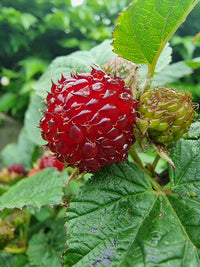 Rubus Raspberry Tower ('Hara') PBR