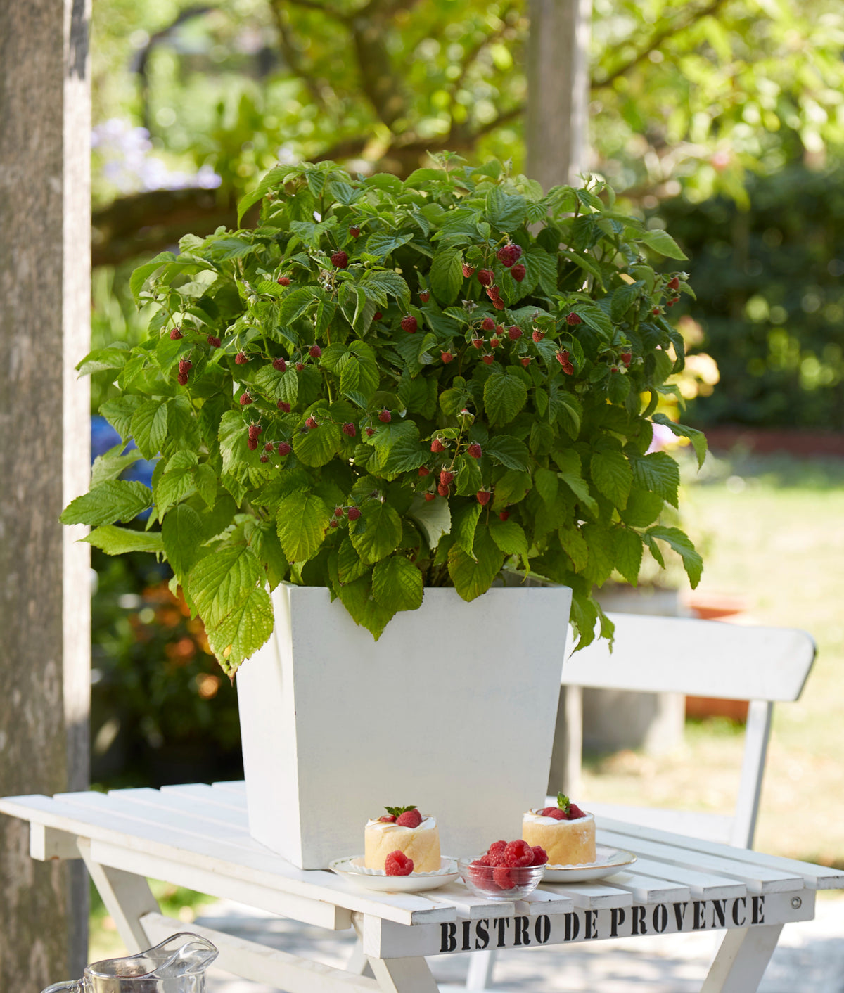 Rubus idaeus BonBonBerry Yummy avene podā uz terases