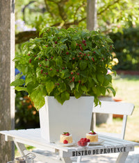 Rubus idaeus BonBonBerry® 'Yummy' PBR