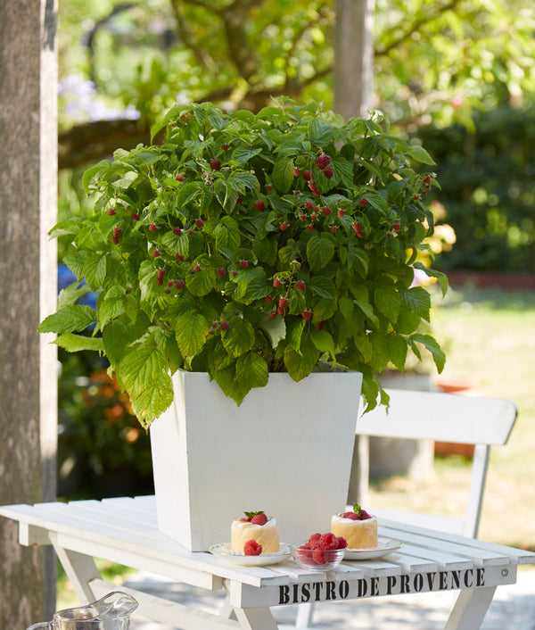 Rubus idaeus BonBonBerry Yummy avene podā uz terases