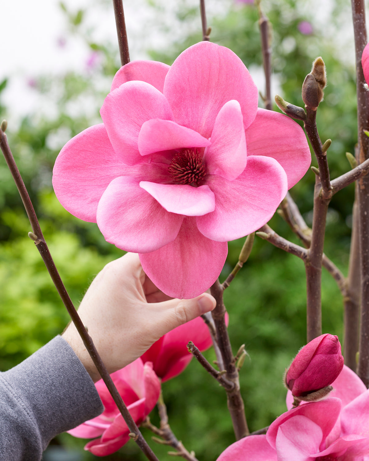 Magnolia 'Watermelon' magnolija ziedos