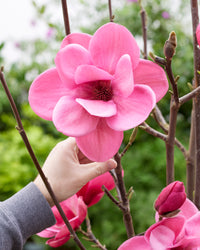 Magnolia 'Watermelon'