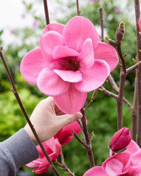 Magnolijas