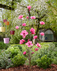 Magnolia 'Watermelon'