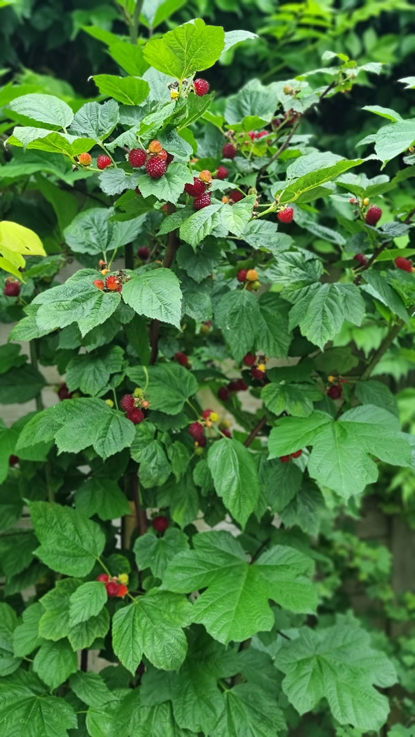 Rubus Raspberry Tower avene ar ogām
