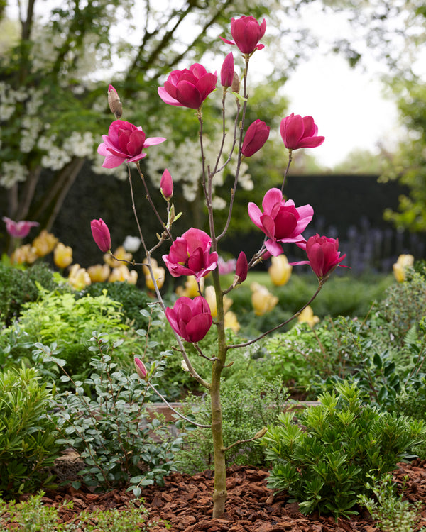 Magnolia 'Emperor' magnolija ziedos