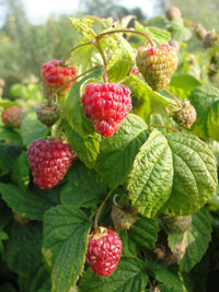 Rubus idaeus BonBonBerry® 'Yummy' PBR