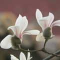 Magnolija 'Daphne' – ilustratīvs foto