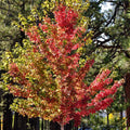 Frīmaņa kļava 'Autumn Blaze'