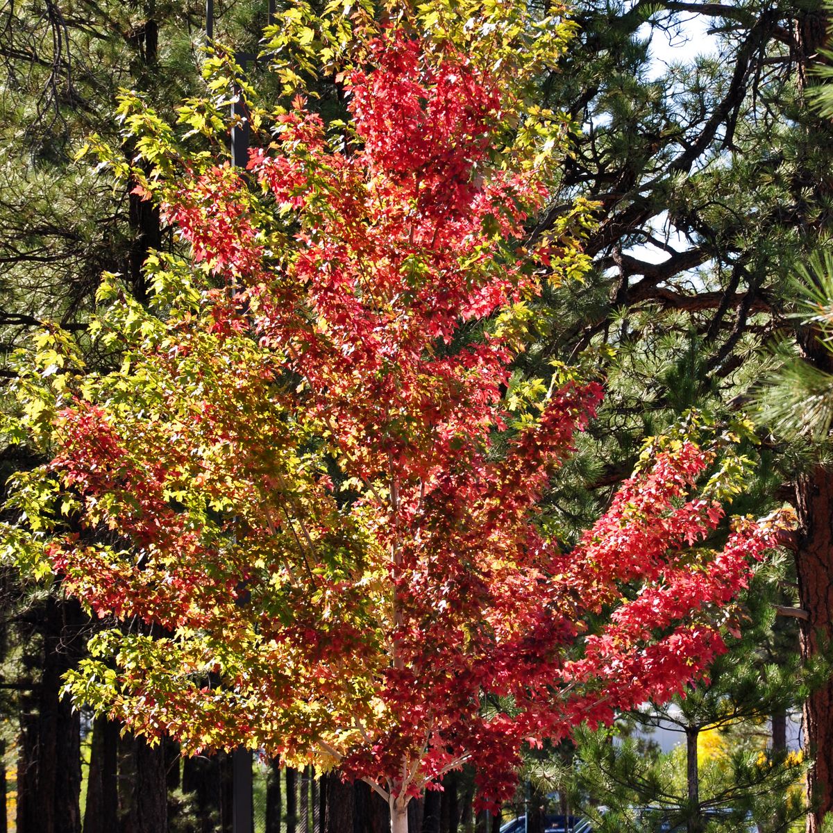 Frīmaņa kļava 'Autumn Blaze'