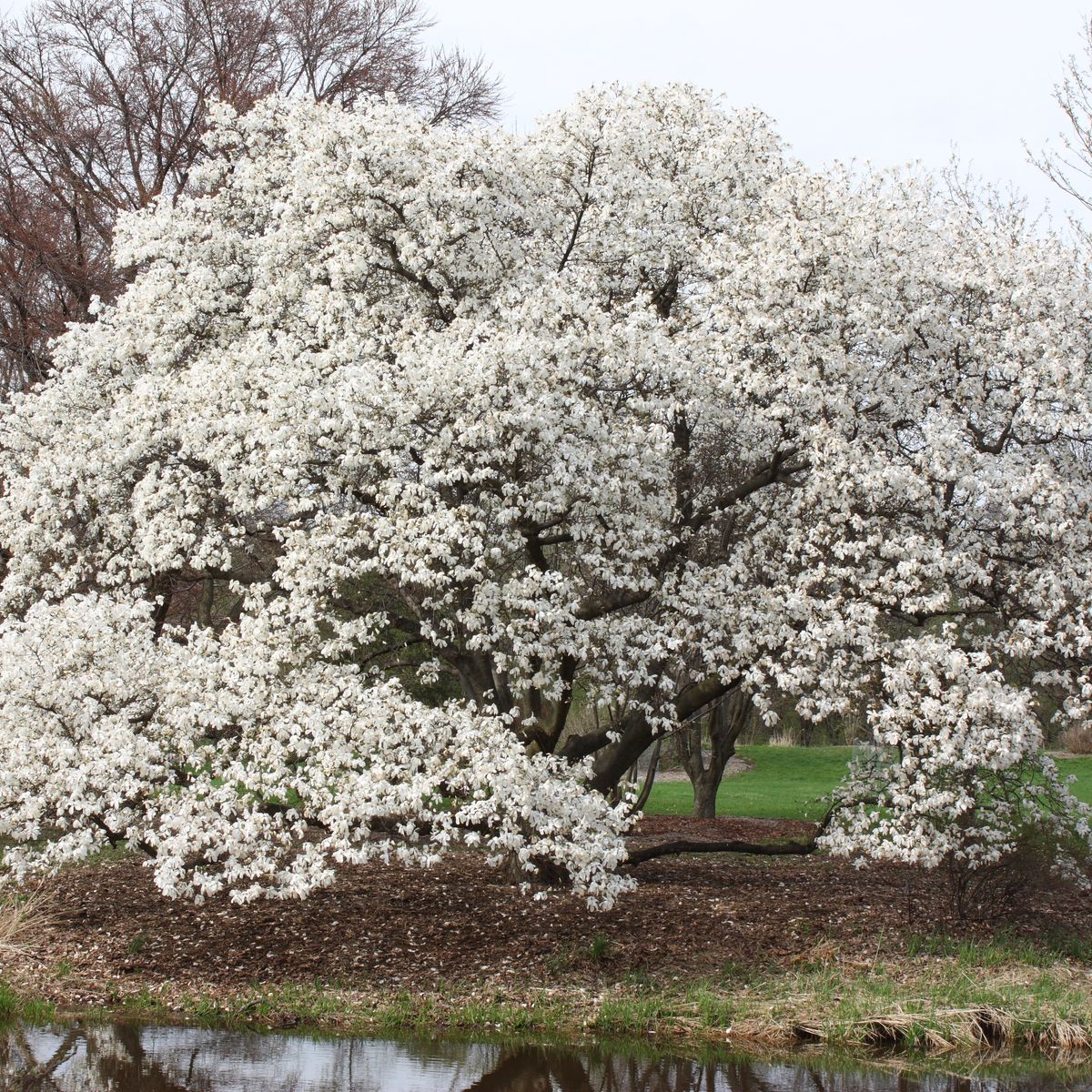 Kobus magnolija