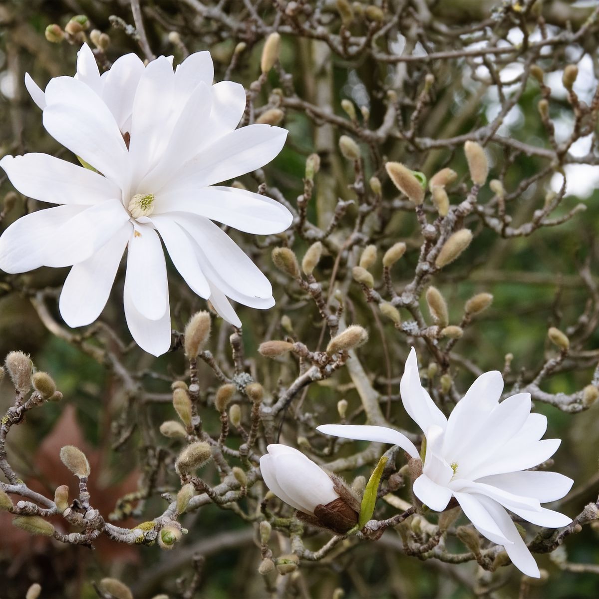 Magnolija 'Romuald' – ilustratīvs foto