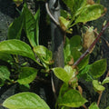 Ķīnas citronliāna