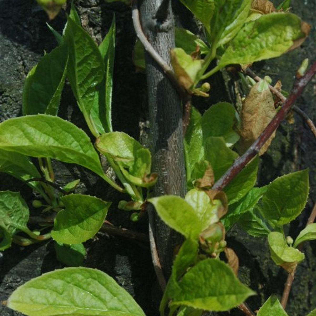 Ķīnas citronliāna