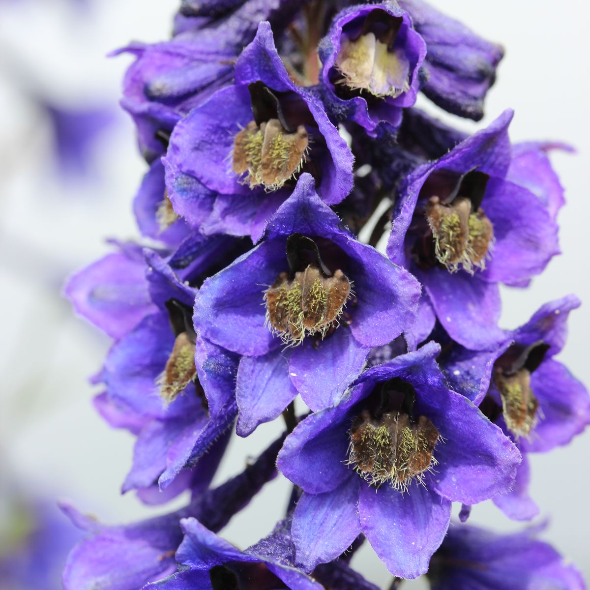 Gaiļpiesis 'Highlander Crystal Delight' – ilustratīvs foto