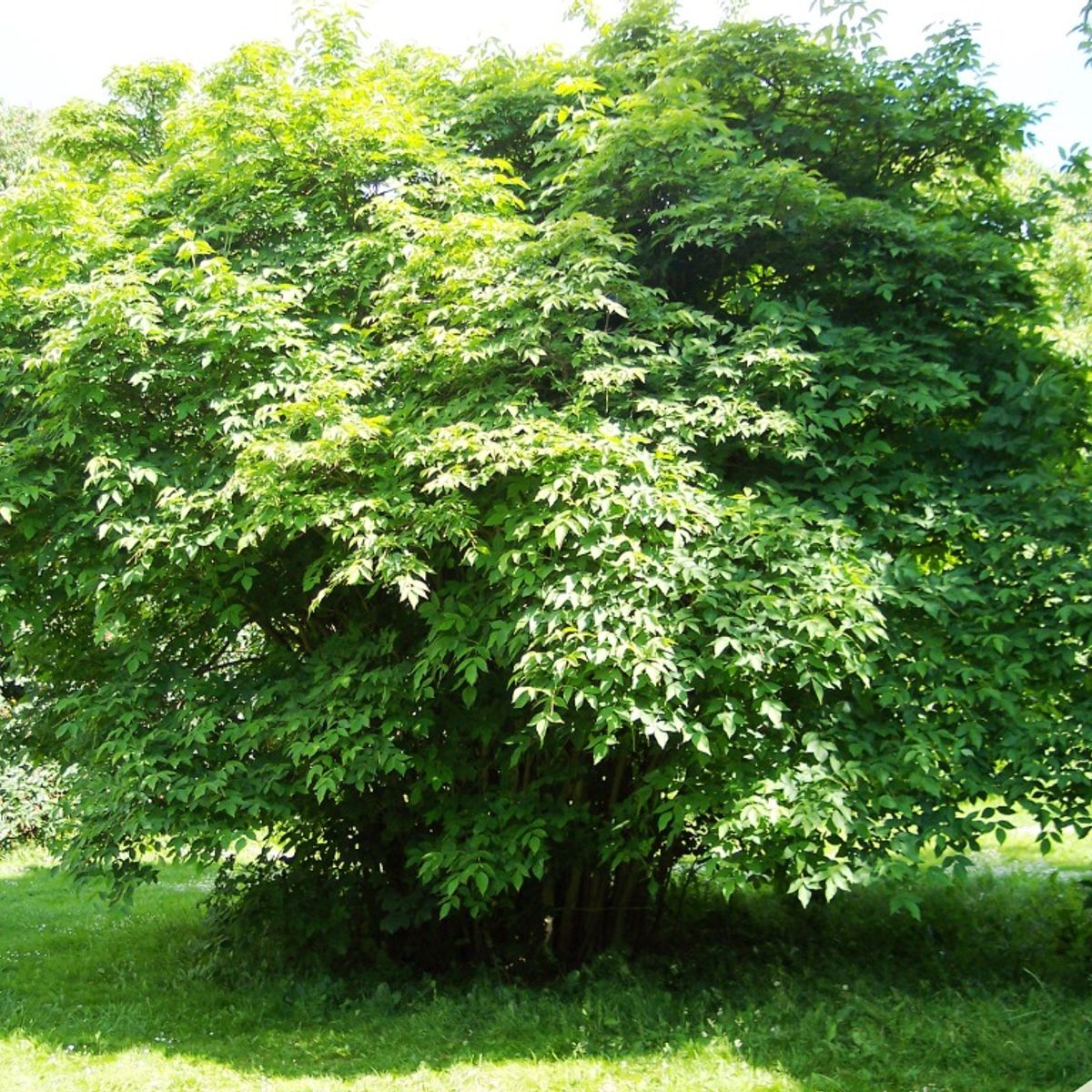 Kolhīdas pūšļkoks