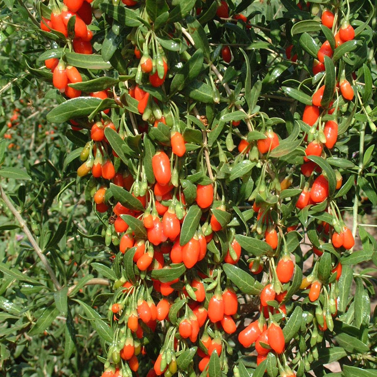 Godži oga 'Little Goji'
