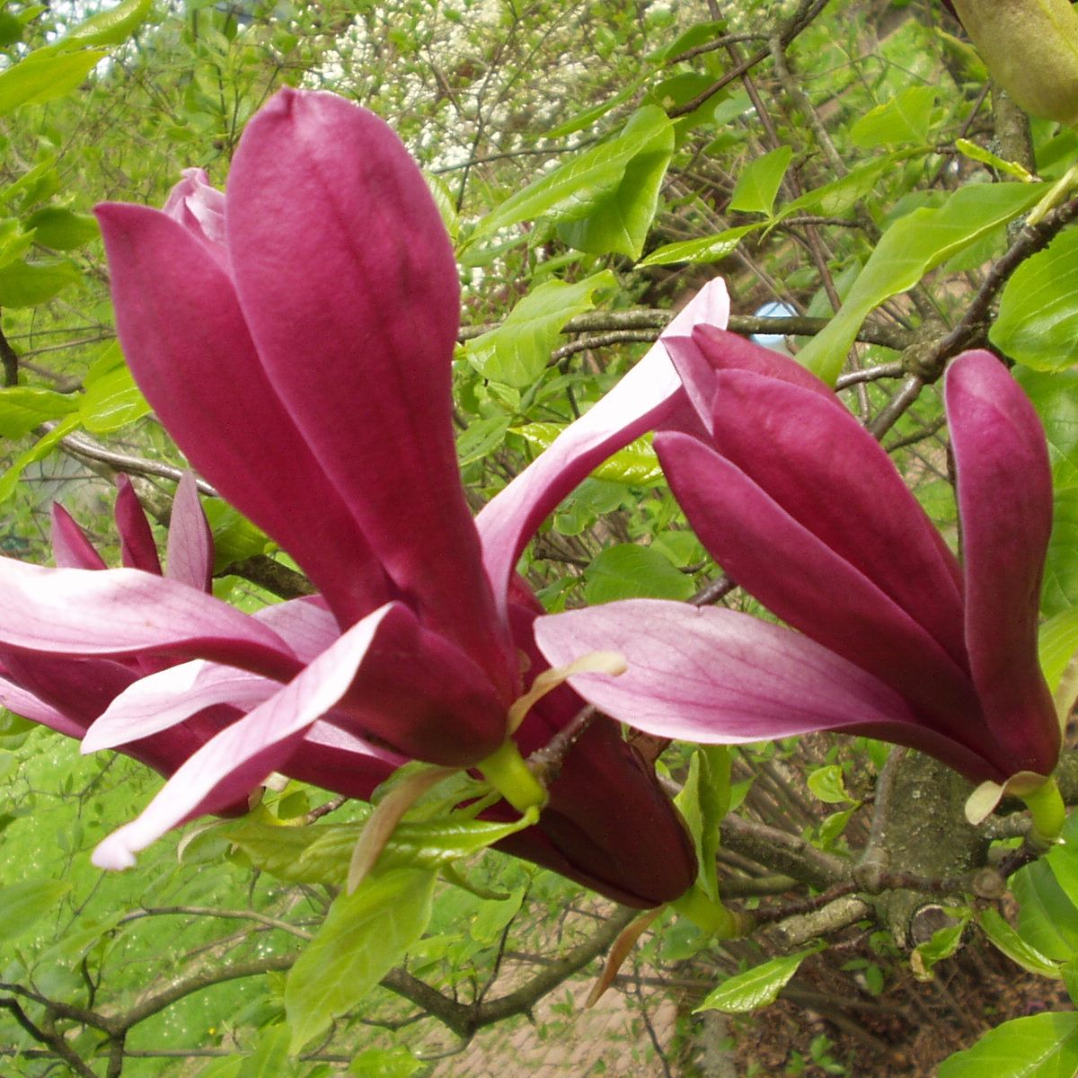 Magnolija 'Blue Opal' – ilustratīvs foto