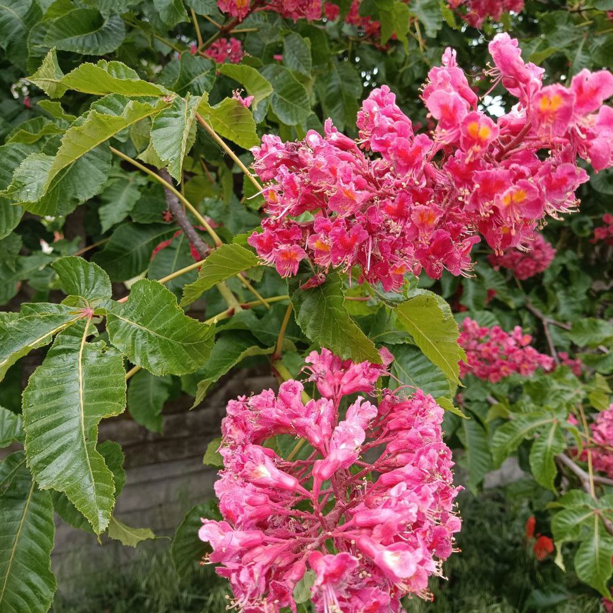 Sarkanā zirgkastaņa 'Briotii'