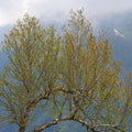 Himalaju bērzs 'Doorenbos'