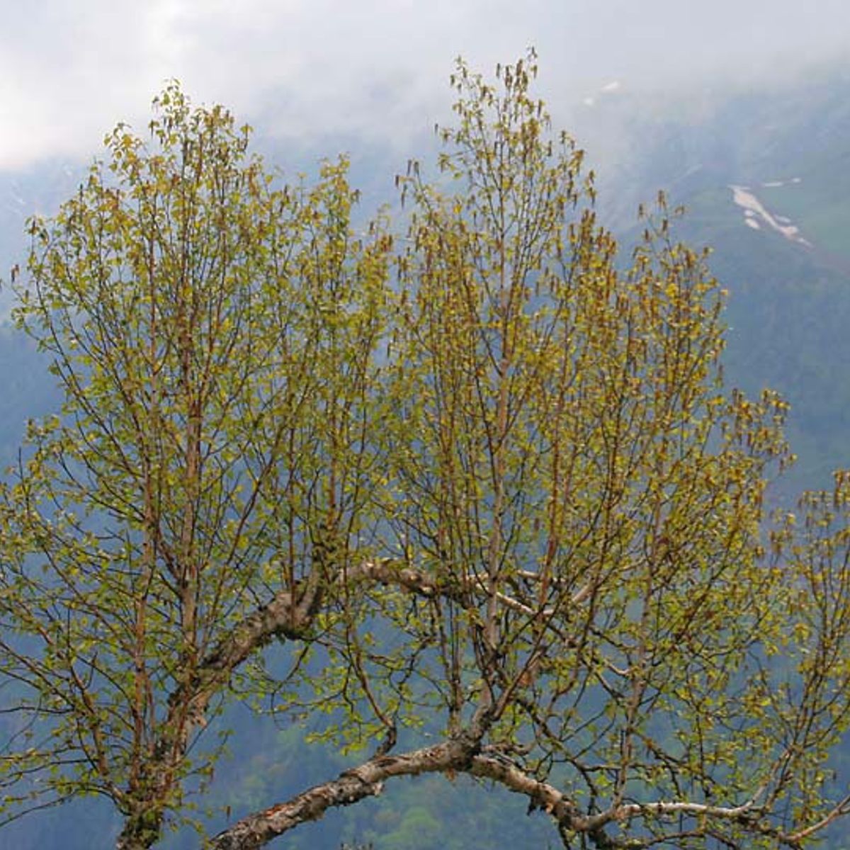 Himalaju bērzs 'Doorenbos'