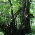 Katsuras koks
