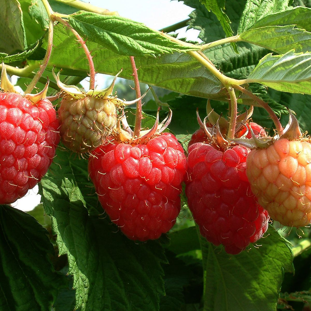 Avene 'Raspberry Tower' – ilustratīvs foto
