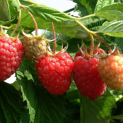 Avene 'Raspberry Tower' – ilustratīvs foto